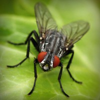 /album/ara-ararauna4/photolia-a01-jpg/