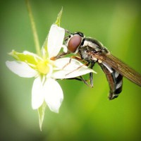 /album/ara-ararauna4/photolia-a02-jpg/