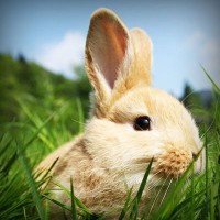 /album/ara-ararauna4/photolia-a03-jpg/