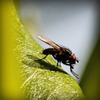 /album/ara-ararauna4/photolia-a04-jpg/