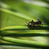 /album/ara-ararauna4/photolia-a05-jpg/