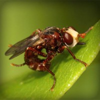 /album/ara-ararauna4/photolia-a06-jpg/