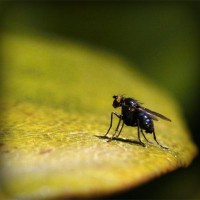 /album/ara-ararauna4/photolia-a07-jpg/