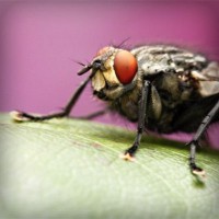 /album/ara-ararauna4/photolia-a08-jpg/